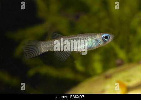 Blau-Augen Lampeye (Aplocheilichthys Normani), Schwimmen Stockfoto