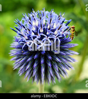 Globethistle, Globus-Distel (Echinops spec.), Blütenstände mit Hoverfly, Österreich, Kärnten, Nationalpark Nockberge Stockfoto