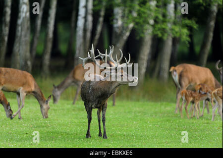 Rothirsch (Cervus Elaphus), Hirsch mit weidenden Hinds und Kälber auf einer Wiese, Deutschland, Hessen Stockfoto
