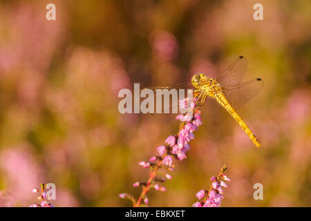 Gelbe Libelle Closeup ruht auf Heide im Abendlicht Stockfoto