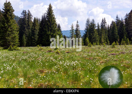 Wollgras (Wollgras spec.), Wald und Moor, Gurkgraben, Nationalpark Nockberge, Kärnten, Österreich Stockfoto