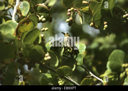 rot-gekrönter Specht (Melanerpes Rubricapillus), auf einem Ast Stockfoto