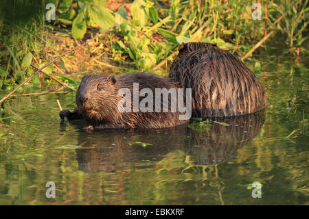 Eurasische Biber, europäische Biber (Castor Fiber), zwei Biber auf dem Futter am Ufer, Deutschland, Baden-Wuerrtemberg Stockfoto