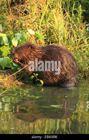 Eurasische Biber, europäische Biber (Castor Fiber), auf das Futter am Ufer, Deutschland, Baden-Wuerrtemberg Stockfoto