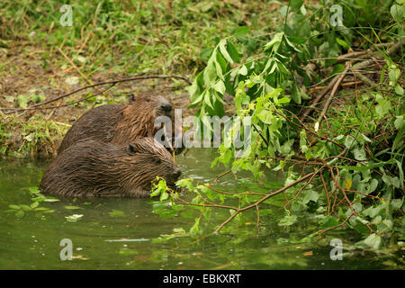 Eurasische Biber, europäische Biber (Castor Fiber), zwei Biber auf dem Futter am Ufer, Deutschland, Baden-Wuerrtemberg Stockfoto