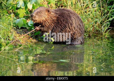 Eurasische Biber, europäische Biber (Castor Fiber), auf das Futter am Ufer, Deutschland, Baden-Wuerrtemberg Stockfoto