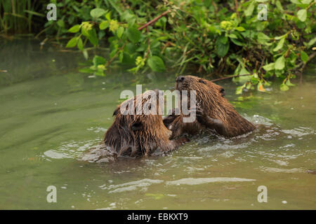 Eurasische Biber, europäische Biber (Castor Fiber), zwei Biber rauften im Wasser, Deutschland, Baden-Wuerrtemberg Stockfoto