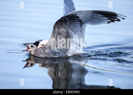 MEW Gull (Larus Canus), auf der Wasseroberfläche angreifen und beißen, Tromsø, Norwegen, Troms Stockfoto