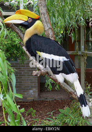 Großes indisches Hornbill, Rhinoceros Hornbill (Buceros Bicornis), im Freigehege Stockfoto