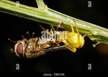 Krabben Sie-Spinnen (Thomisidae), Krabbenspinne mit Beute Stockfoto