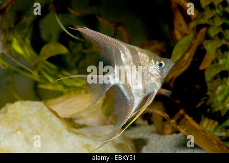 Tiefen Kaiserfisch, echte Altum-Angel; Lange Lamellen Angel (Pterophyllum Altum), Wildform Stockfoto