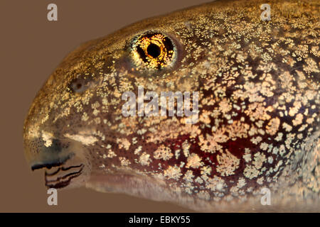 Kaulquappe Grasfrosch Rana temporaria Stockfoto