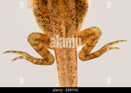 Hinterbeine eine Kaulquappe Rana Temporaria Grasfrosch Stockfoto