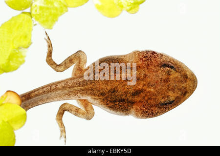Kaulquappe mit wurden Rana Temporaria Grasfrosch Stockfoto