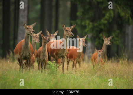 Rothirsch (Cervus Elaphus), Hirschkühe mit Kitze, Deutschland, Erzgebirge Stockfoto