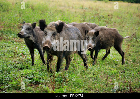 Wildschwein, Schwein, Wildschwein (Sus Scrofa), Pack zu Fuß auf einer Lichtung, Deutschland, Baden-Württemberg Stockfoto