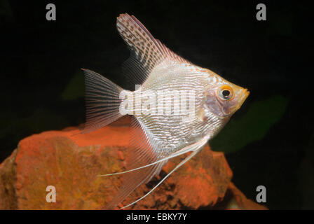 Süßwasser Kaiserfisch, Longfin skalaren, schwarze Kaiserfisch, Scalare (Pterophyllum Scalare), Schwimmen Stockfoto