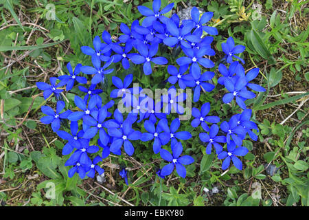 Frühlings Enzian (Gentiana Verna), blühend, Ansicht von oben, Österreich, Nationalpark Hohe Tauern Stockfoto