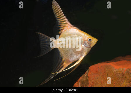 Süßwasser Kaiserfisch, Longfin skalaren, schwarze Kaiserfisch, Scalare (Pterophyllum Scalare) Rasse gold Stockfoto