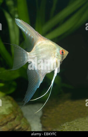 Süßwasser Kaiserfisch, Longfin skalaren, schwarze Kaiserfisch, Scalare (Pterophyllum Scalare), Schwimmen Stockfoto