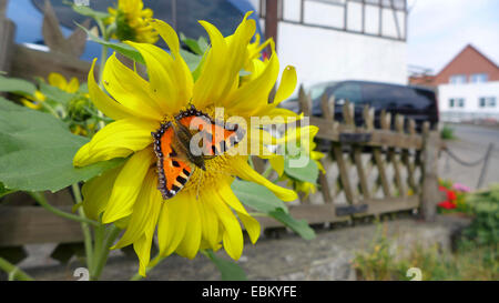 kleiner Fuchs (Aglais Urticae, Nymphalis Urticae), auf eine Sonnenblume vor Garten, Deutschland Stockfoto