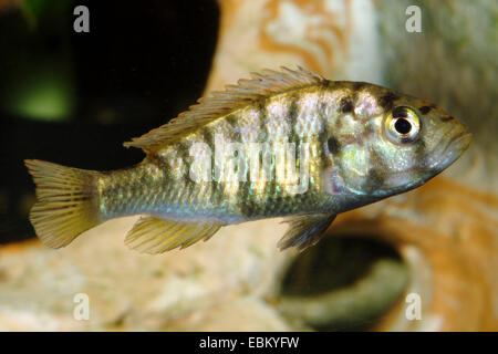 Neyerer der Haplochromis, Nyereres Victoria-Buntbarsch (Pundamilia Nyererei, Haplochromis Nyererei), Schwimmen Stockfoto