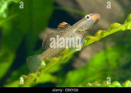 Grundel (Rhinogobius Duospilus), Schwimmen Stockfoto