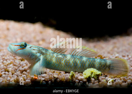 Candidius Grundel (Rhinogobius Candidianus), auf dem Boden Stockfoto