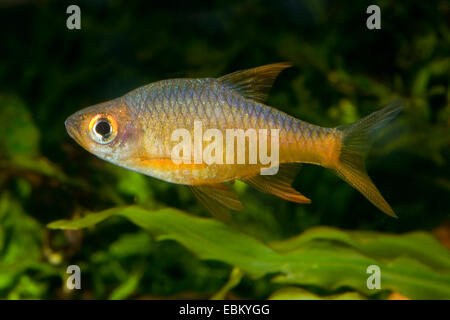 Ceylon Feuer Barb; Vateria Blume Rasbora (Rasboroides Vaterifloris), Rasse gelb Stockfoto