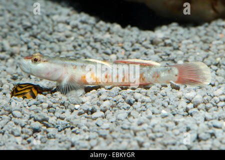 Flamme Grundel (Rhinogobius Zhoui), auf dem Boden Stockfoto