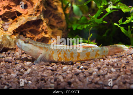 Flamme Grundel (Rhinogobius Zhoui), auf dem Boden Stockfoto