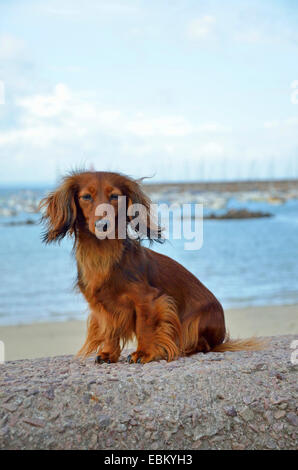 Langhaar Dackel Langhaar Dackel, Haushund (Canis Lupus F. Familiaris), Hündin, die auf einer Mauer am Strand sitzend, Frankreich, Bretagne, Erquy Stockfoto