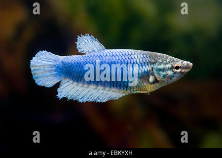 Siamesische Kampffische, siamesische Kämpfer (Betta Splendens), Weibchen der Rasse Halfmoon Stockfoto