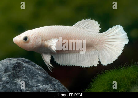 Siamesische Kampffische, siamesische Kämpfer (Betta Splendens), Weibchen der Rasse Halfmoon weiß Stockfoto