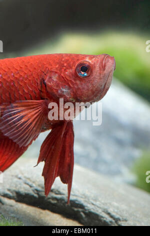Siamesische Kampffische, siamesische Kämpfer (Betta Splendens), züchten Longtail rot Stockfoto