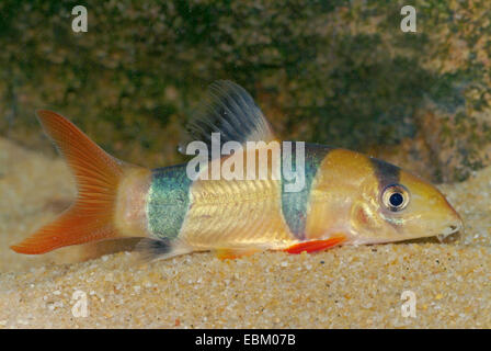 Clown Loach (Botia Macracantha), auf dem Boden Stockfoto