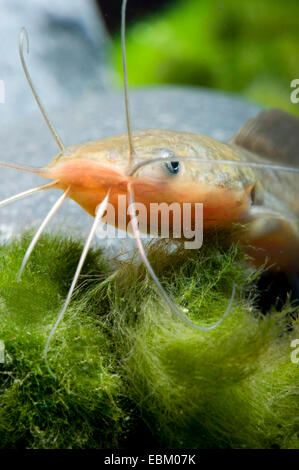 Walking Catfish, Broadmouth Wels (gariepinus Batrachus), portrait Stockfoto