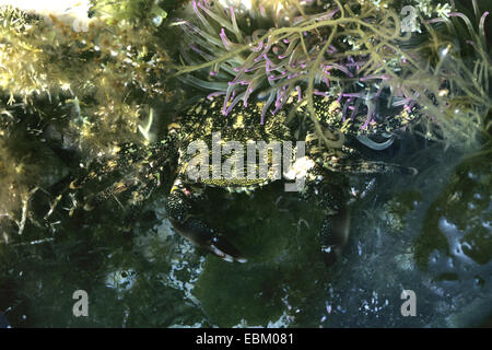 Marmoriert Shore Crab, marmorierte Rock Crab (Pachygrapsus Marmoratus), getarnt Stockfoto