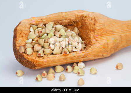 Buchweizen (Fagopyrum Esculentum), Samen auf einem Holzlöffel Stockfoto