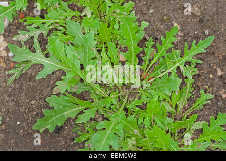 Wand-ewige Wand-Rakete, Rakete, Rucola, Schleim-Blatt Wallrocket (Diplotaxis Tenuifolia) Stockfoto