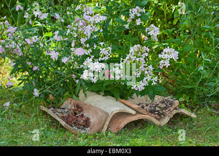 alte Dachziegel im Garten dienen mit ihren Hohlräumen als Unterschlupf für Tiere, Deutschland Stockfoto