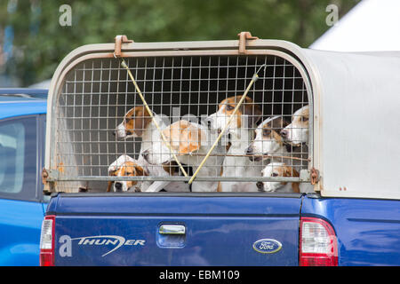 Jagd fiel Hounds auf der Rückseite einen Pickup-truck Stockfoto