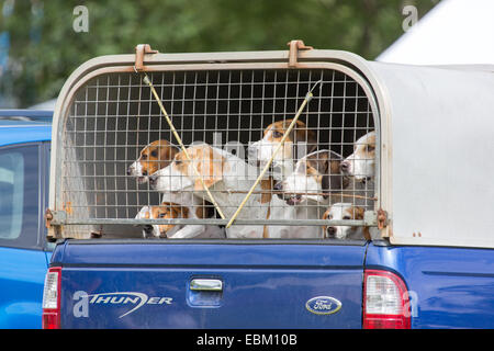 Jagd fiel Hounds auf der Rückseite einen Pickup-truck Stockfoto