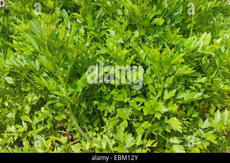 Garten Liebstöckel, Blase Samen (Levisticum Officinale), Liebstöckel Stockfoto