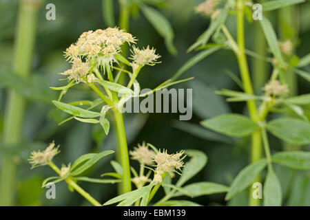 Garten Liebstöckel, Blase Samen (Levisticum Officinale), Blüte Stockfoto