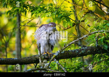 nördlichen Sperber (Accipiter Nisus), sitzt auf einem mit Flechten bedeckt, Zweig und Kräuseln seine Federn, der Schweiz, Sankt Gallen Stockfoto