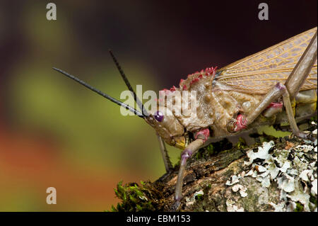 Heuschrecke (Phymateus spec.), portrait Stockfoto