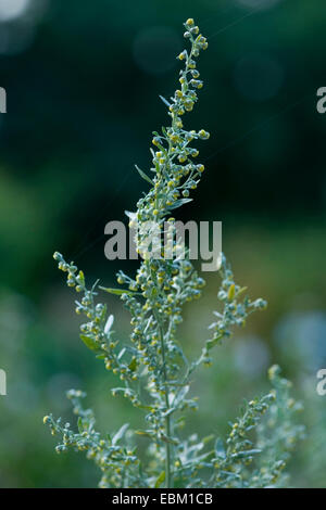 gemeinsamen Wermut, Absinth Wermut, Absinth Sagewort (Artemisia Absinthium), blühen, Deutschland Stockfoto