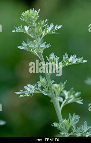 gemeinsamen Wermut, Absinth Wermut, Absinth Sagewort (Artemisia Absinthium), Deutschland Stockfoto