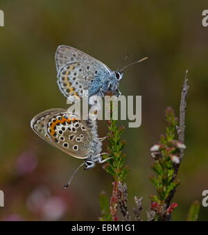 Paarung zweier Silber verziert Blues Stockfoto